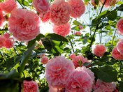 Roses over a fence