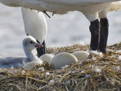 Trumpeter Swan Cygnets