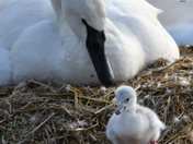 Trumpeter Swan Cygnets