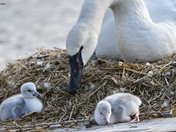 Trumpeter Swan Cygnets