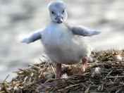 Trumpeter Swan Cygnets