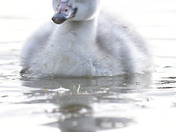 Trumpeter Swan Cygnets