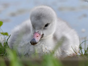 Trumpeter Swan Cygnets