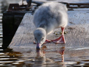 Trumpeter Swan Cygnets