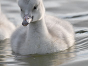 Trumpeter Swan Cygnets