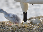 Trumpeter Swan Cygnets