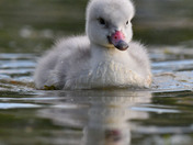 Trumpeter Swan Cygnets