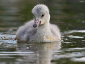 Trumpeter Swan Cygnets