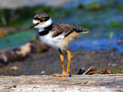 Baby Killdeer