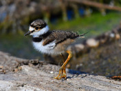 Baby Killdeer