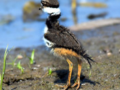 Baby Killdeer