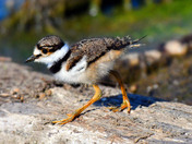Baby Killdeer