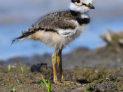 Baby Killdeer