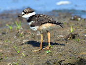 Baby Killdeer