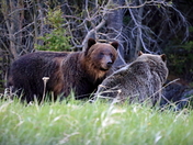 Mama Grizz and cub