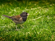 Seeing What a Junco Sees