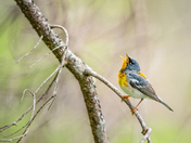 Northern Parula