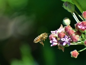 Attack on milkweed.