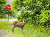 This Deer Reads Signs