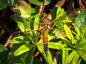 Resting On A Pussy Willow