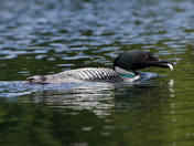 Male Common Loon with minnow