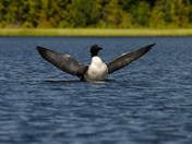 Male Common Loon displaying wings