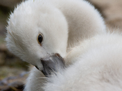 Sweet baby swan preening like Mama