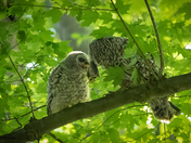 Dinner time for barred owlet