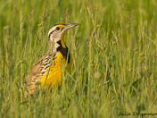 Eastern Meadow Lark