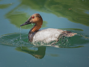 Canvasback Duck
