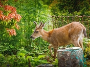 Wildlife Versus My Garden