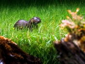 He Didn't Like the Company