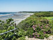 I Never Promised you a Rose Garden