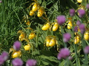 Lady Slippers
