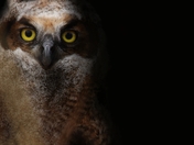 great horned owl