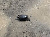 love watching wild life 