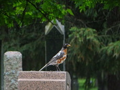 Leucistic Robin