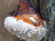 Fomitopsis Pinicola-Red Belted Polypore