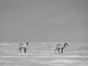 Two barren-ground caribou found in early spring