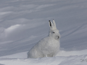 Arctic Hare staring with ears straight up