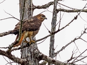 Flying With Its Tail Between Its Legs