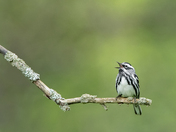 Black-and-White Warbler