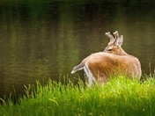 Hiding Behind Itself