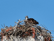 Chicks have been fed