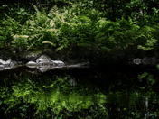 Mid-Summer's Quiet Little Nook