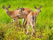 There Coming in Bunches