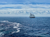 Celebrating 💯years of Bluenose Pride