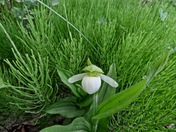 White Lady Slipper
