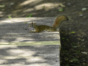 Squirrel