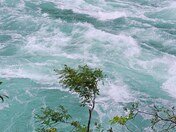 Tiny tree by mighty Niagara rapids 